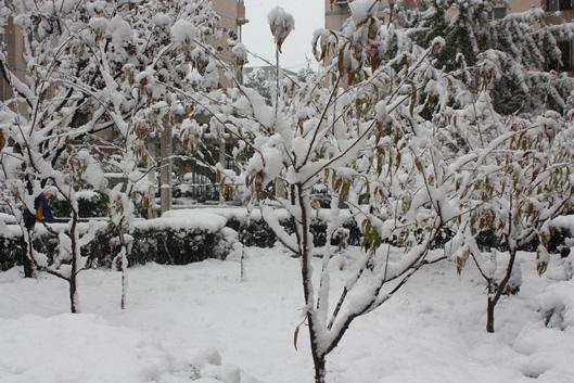 京城，好大的雪。2009年11月1日