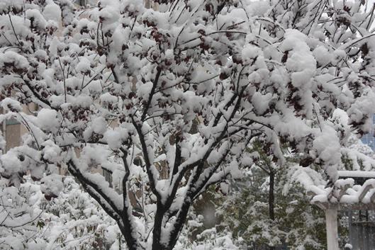 京城，好大的雪。2009年11月1日