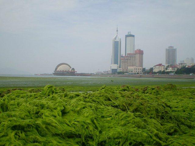 青岛海域成了草原．（栈桥附近海域，我在青岛时经常兜风之处）